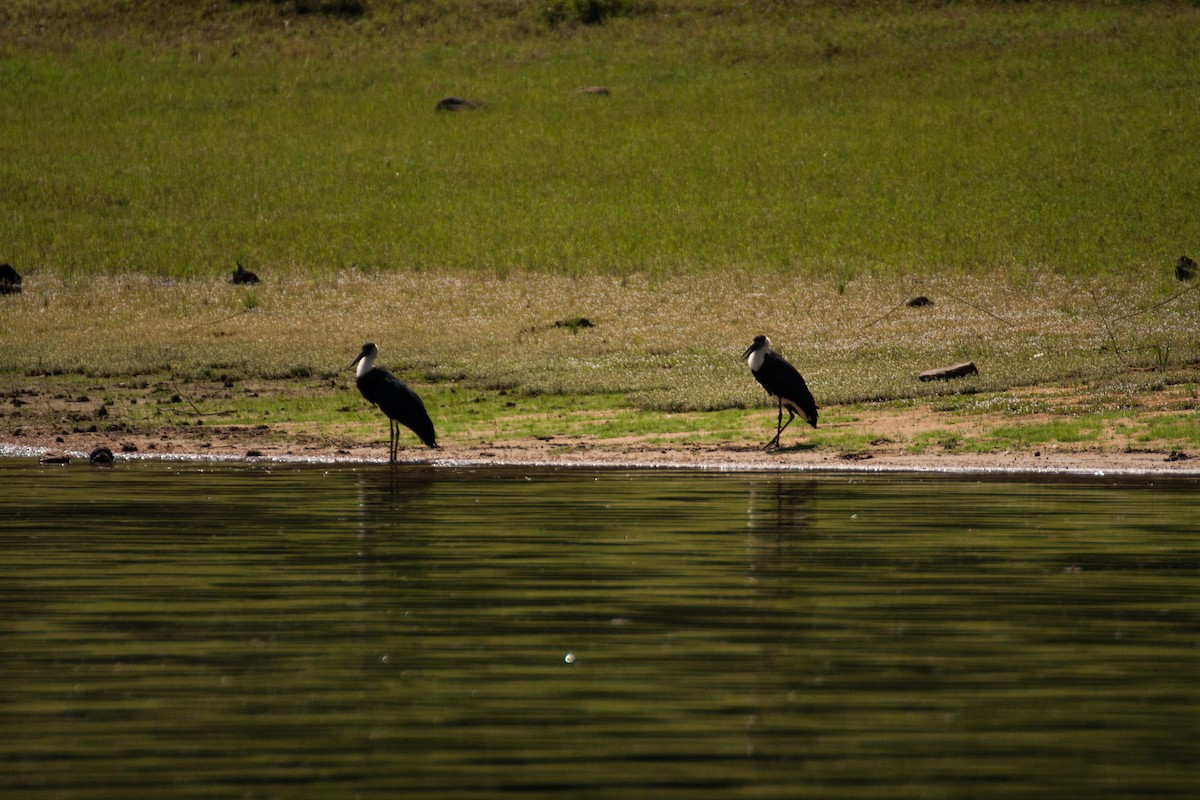 Asian Woolly-necked Stork - ML624988826