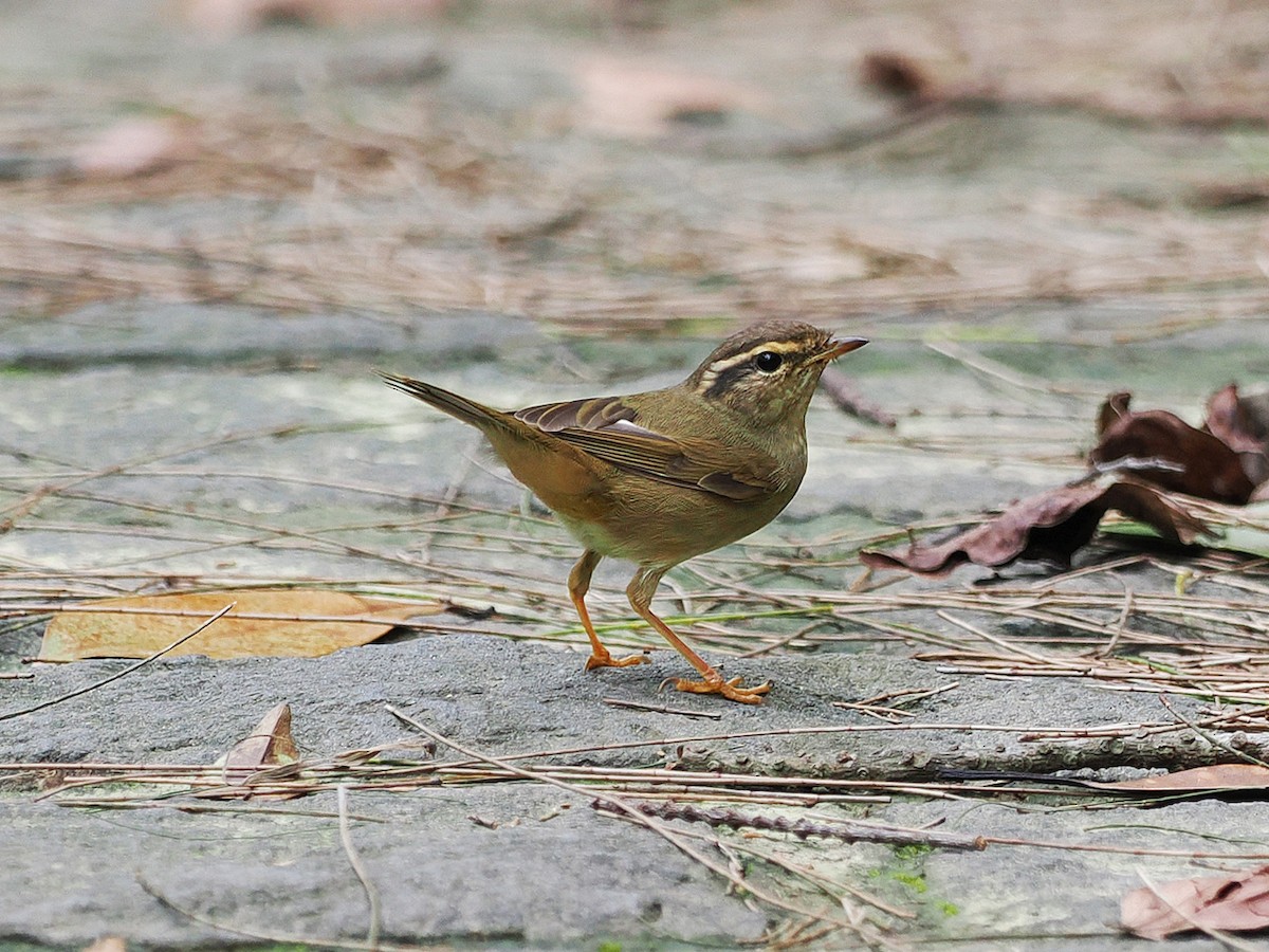 Radde's Warbler - Mei-Hua Tsou