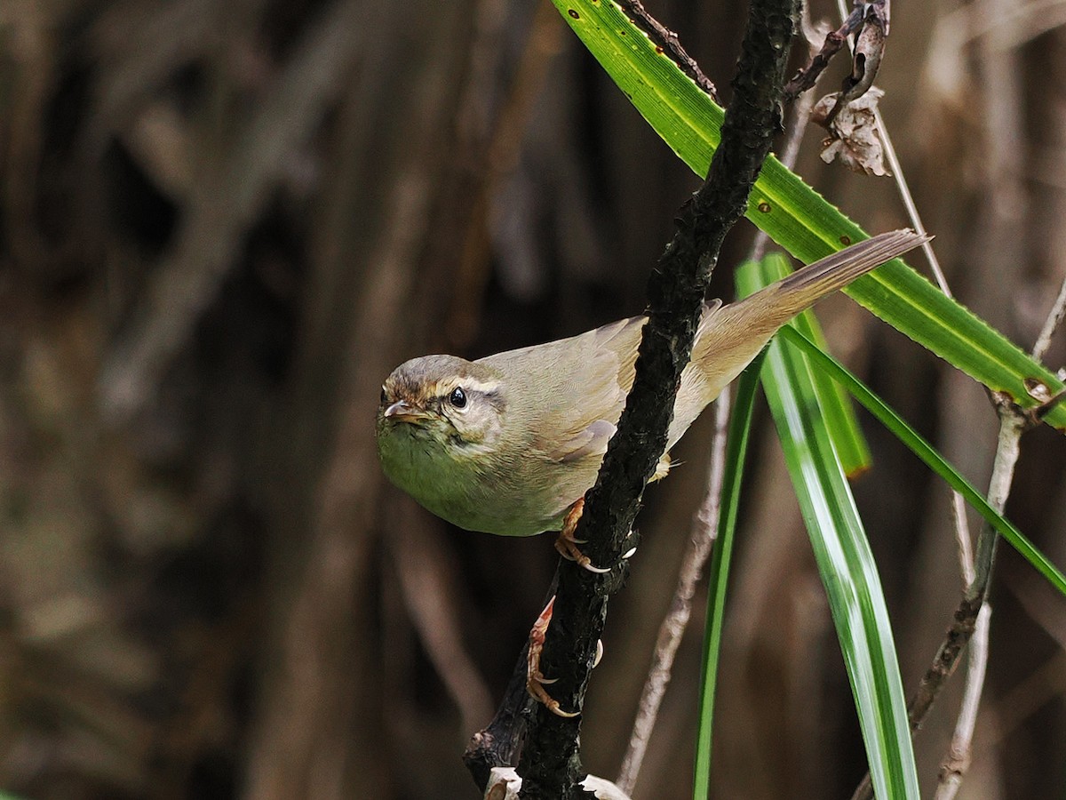 Radde's Warbler - Mei-Hua Tsou