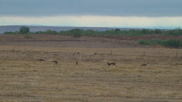 stortrappe - ML624988844