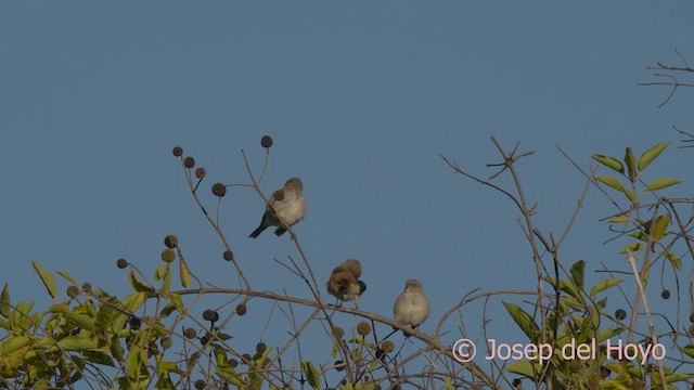 Northern Gray-headed Sparrow - ML624988967
