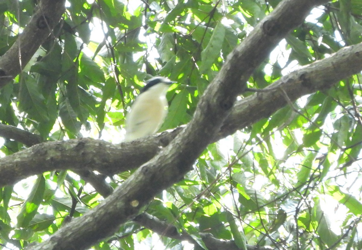 Gray-green Bushshrike - ML624989171