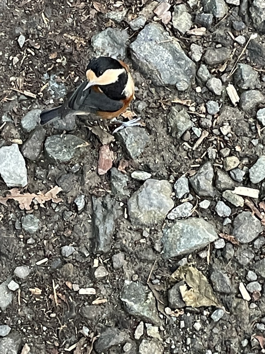 Varied Tit - ML624989352