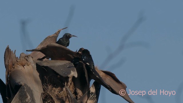 Green Woodhoopoe - ML624989388