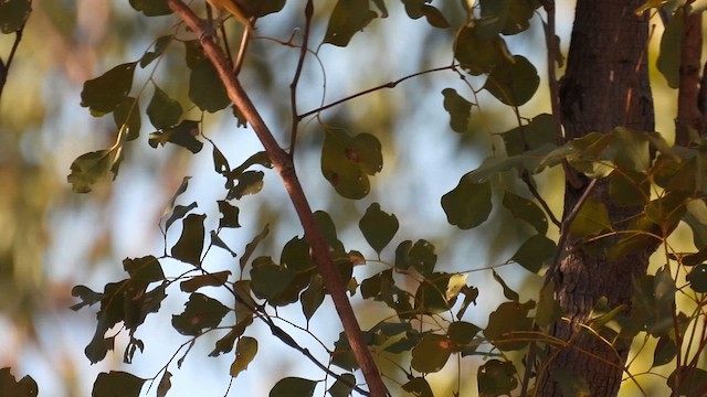 Northern Shrike-tit - ML624989421