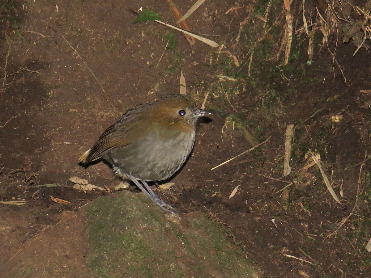 Urrao Antpitta - ML624989488