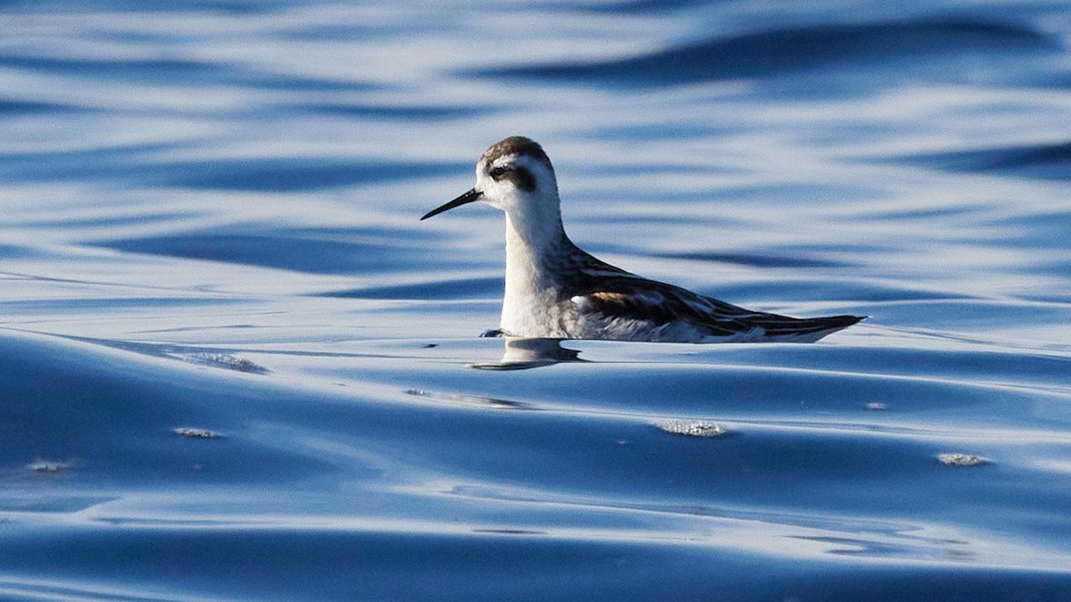 Red-necked Phalarope - ML624989489