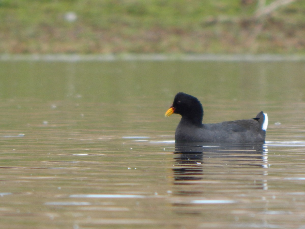 Red-fronted Coot - ML624989493