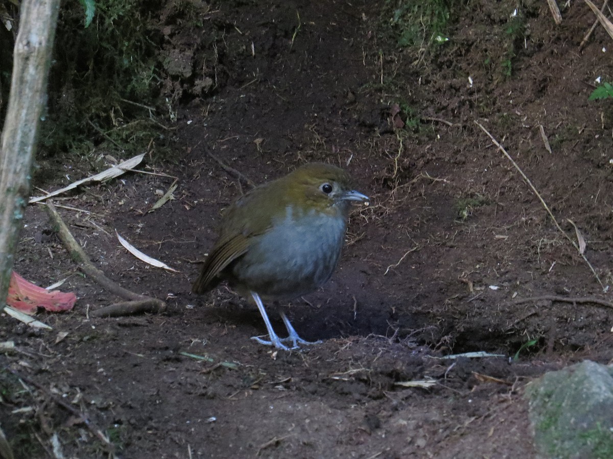 Urrao Antpitta - ML624989512