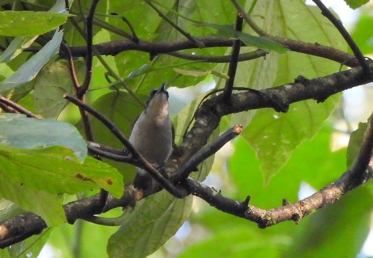 Gray-green Bushshrike - ML624989562