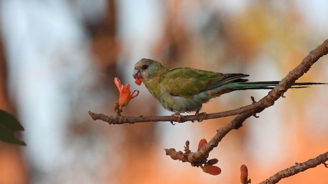 Hooded Parrot - ML624989565