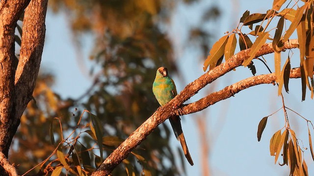 Hooded Parrot - ML624989566
