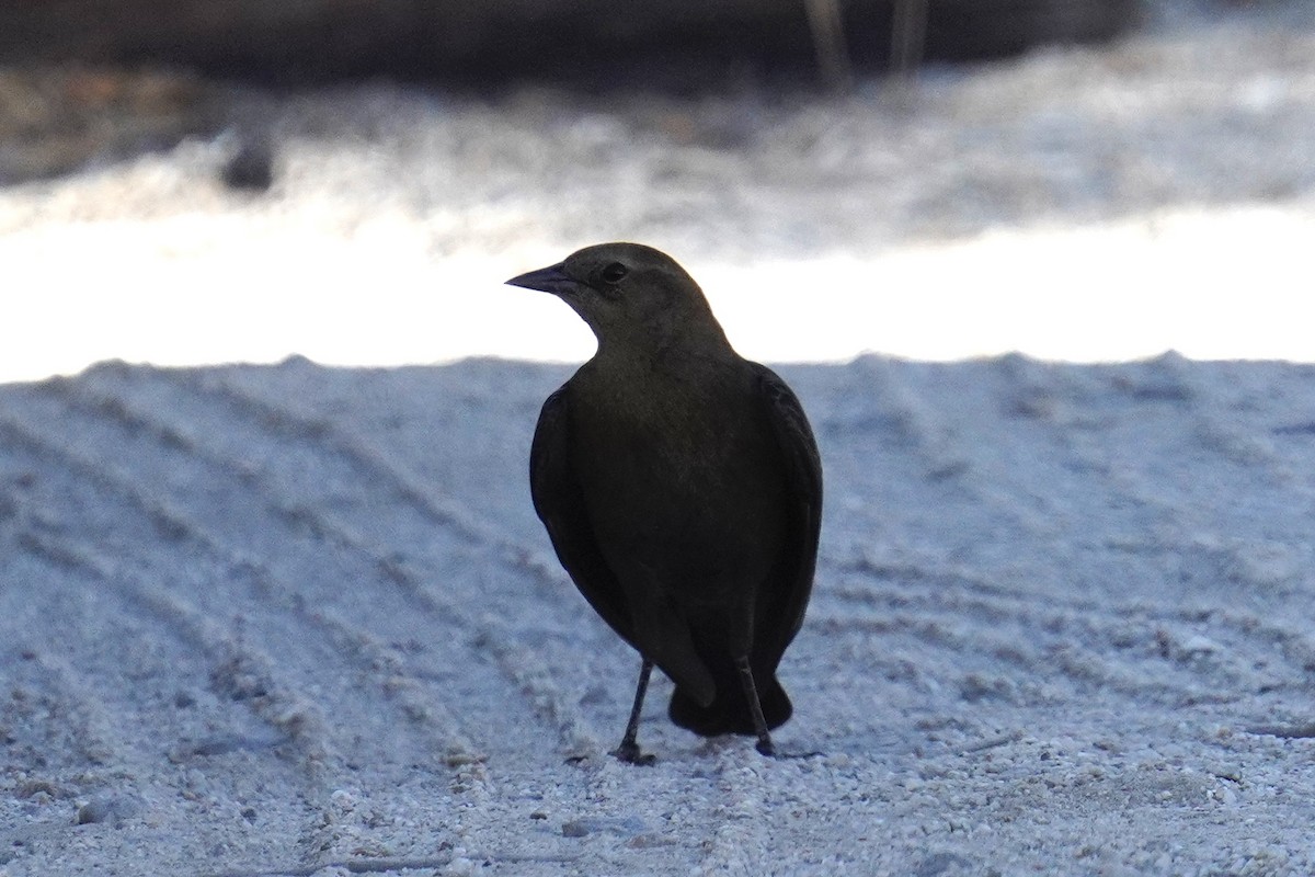 Brewer's Blackbird - ML624989600