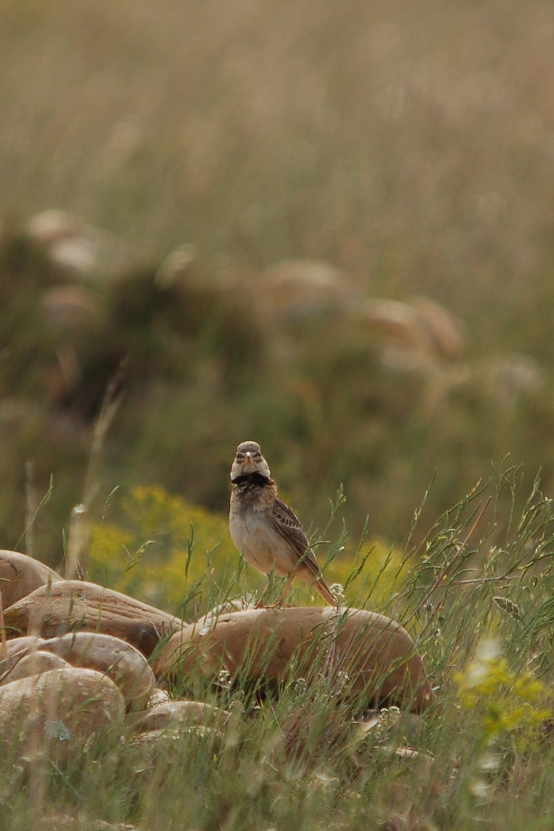 Kalandria eurasiarra - ML624989632