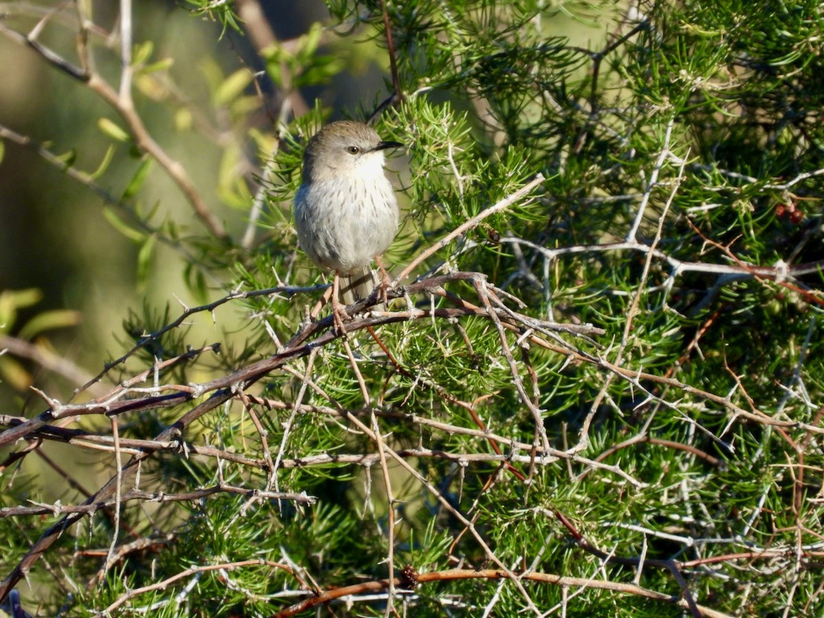 Namaqua Warbler - ML624989653