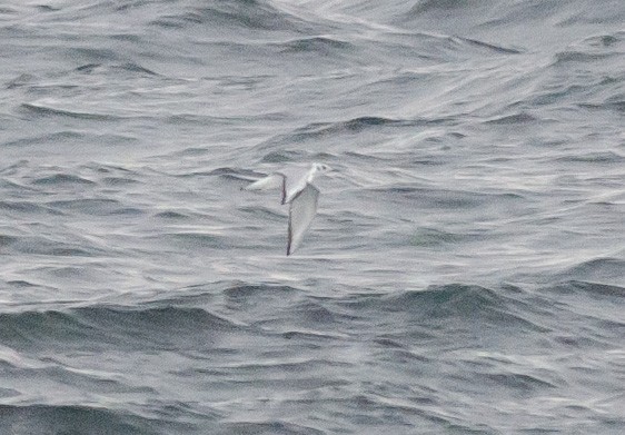 Bonaparte's Gull - ML624989763