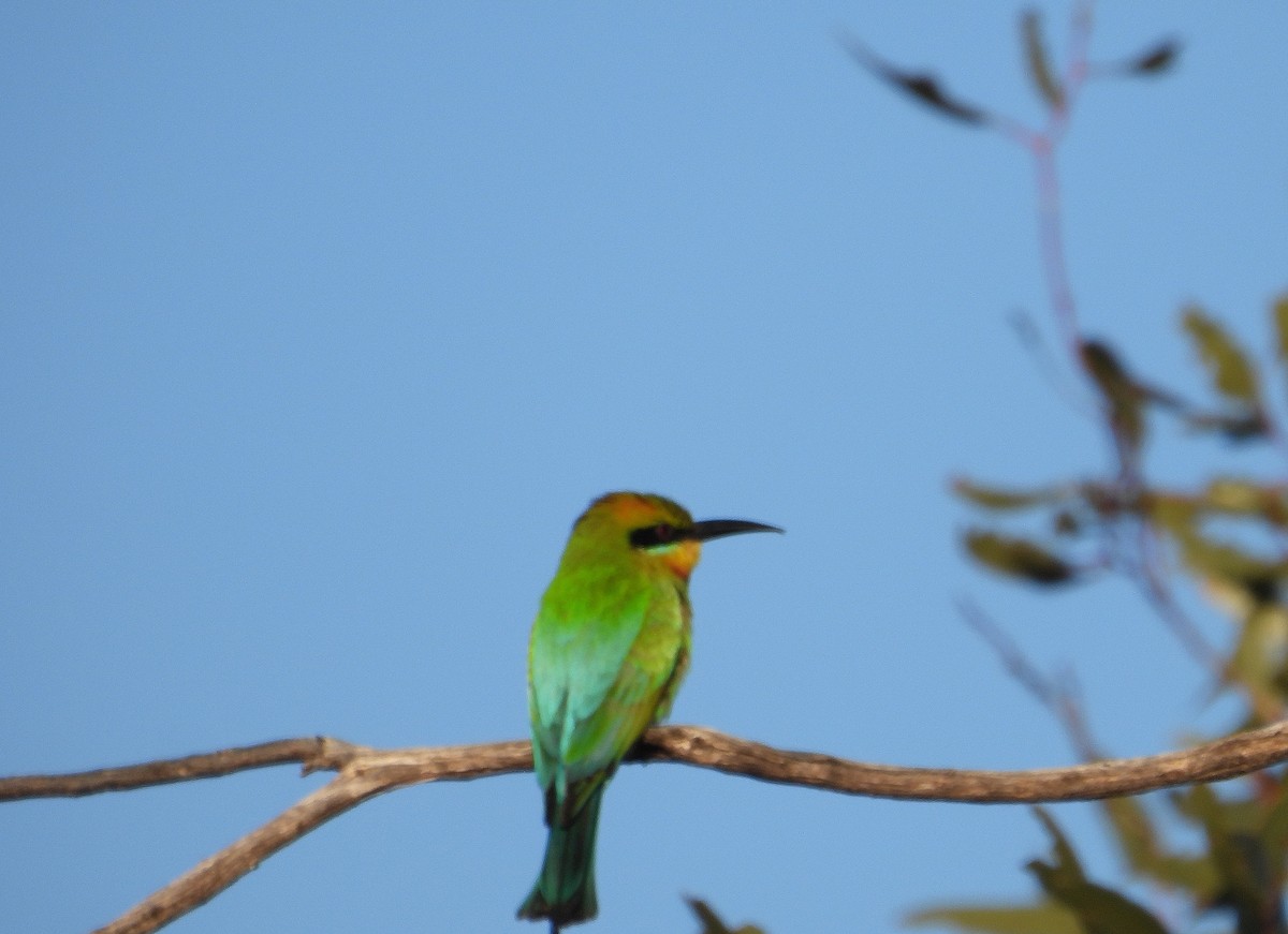 Rainbow Bee-eater - ML624989790