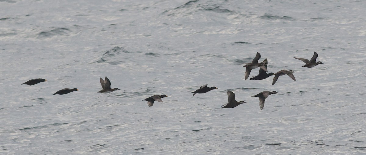Black Scoter - ML624989795