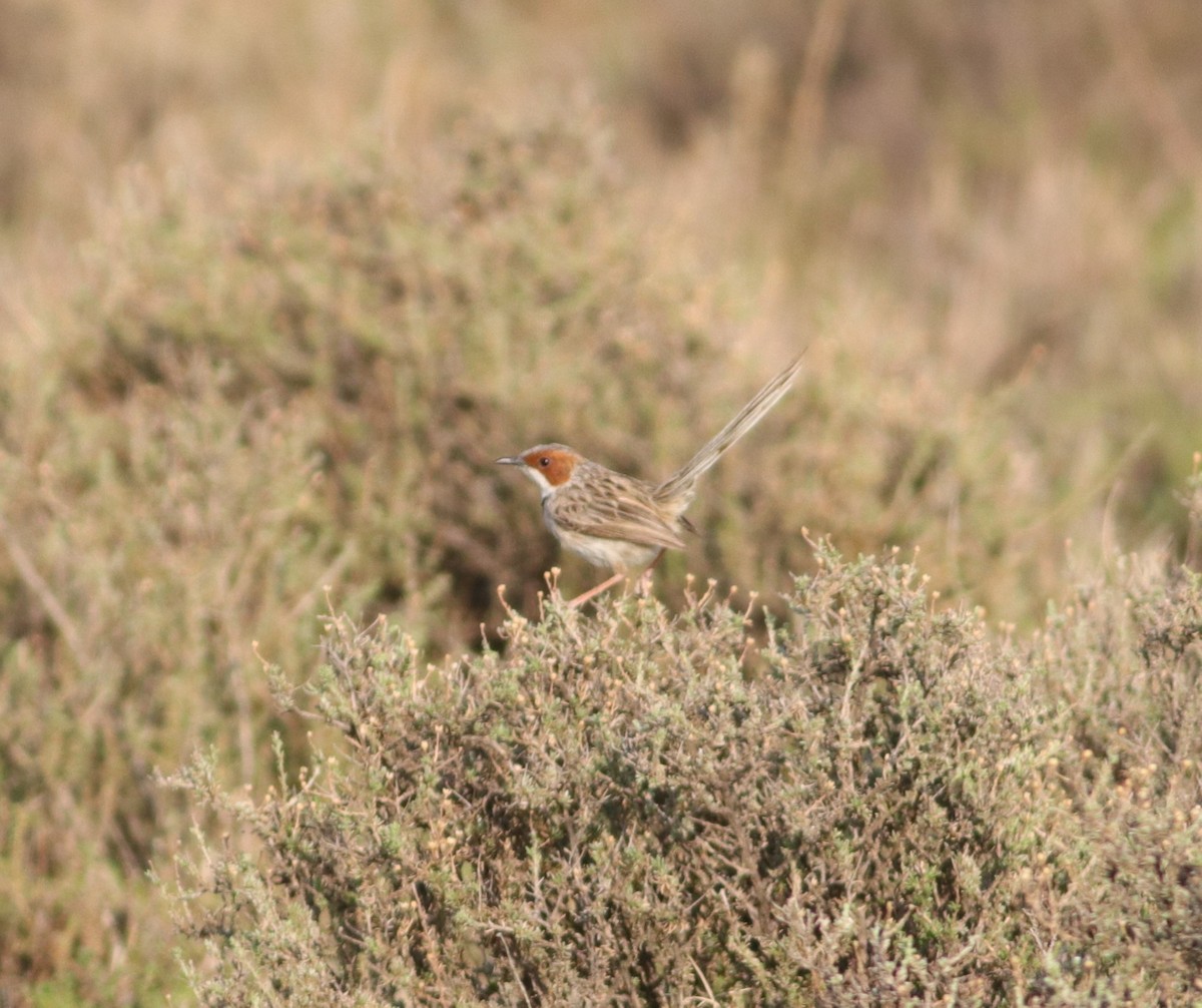 Rufous-eared Warbler - ML624989833