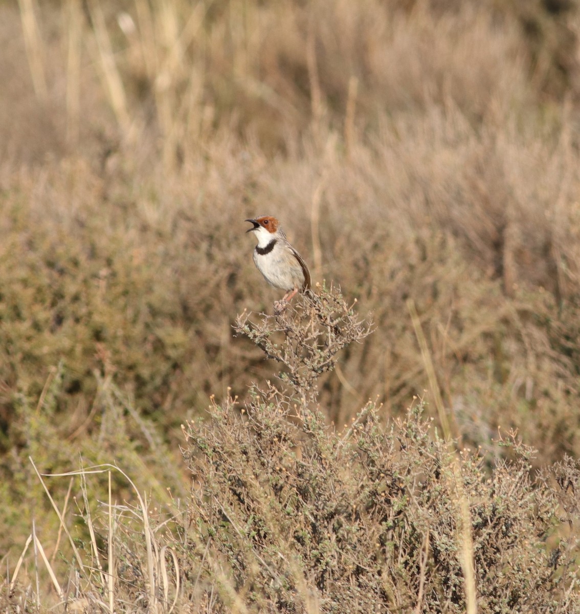 Rufous-eared Warbler - ML624989834