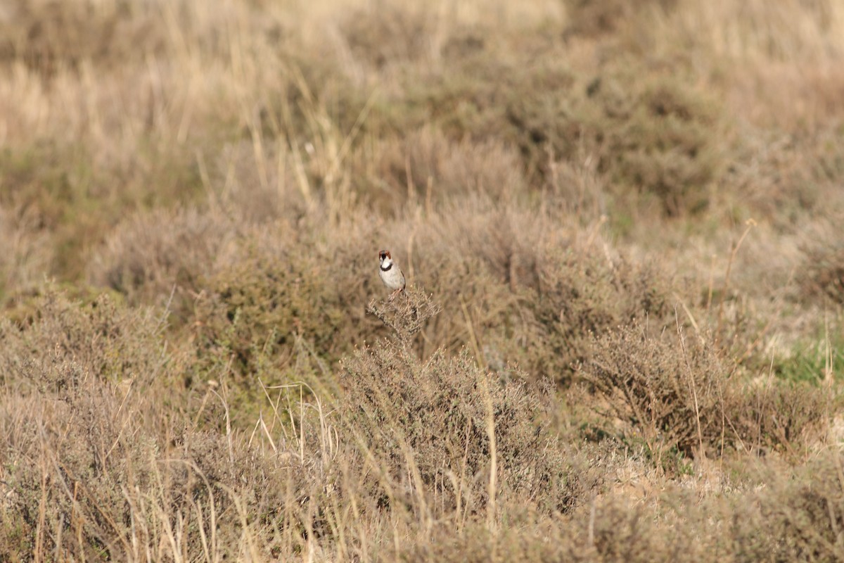 Rufous-eared Warbler - ML624989835