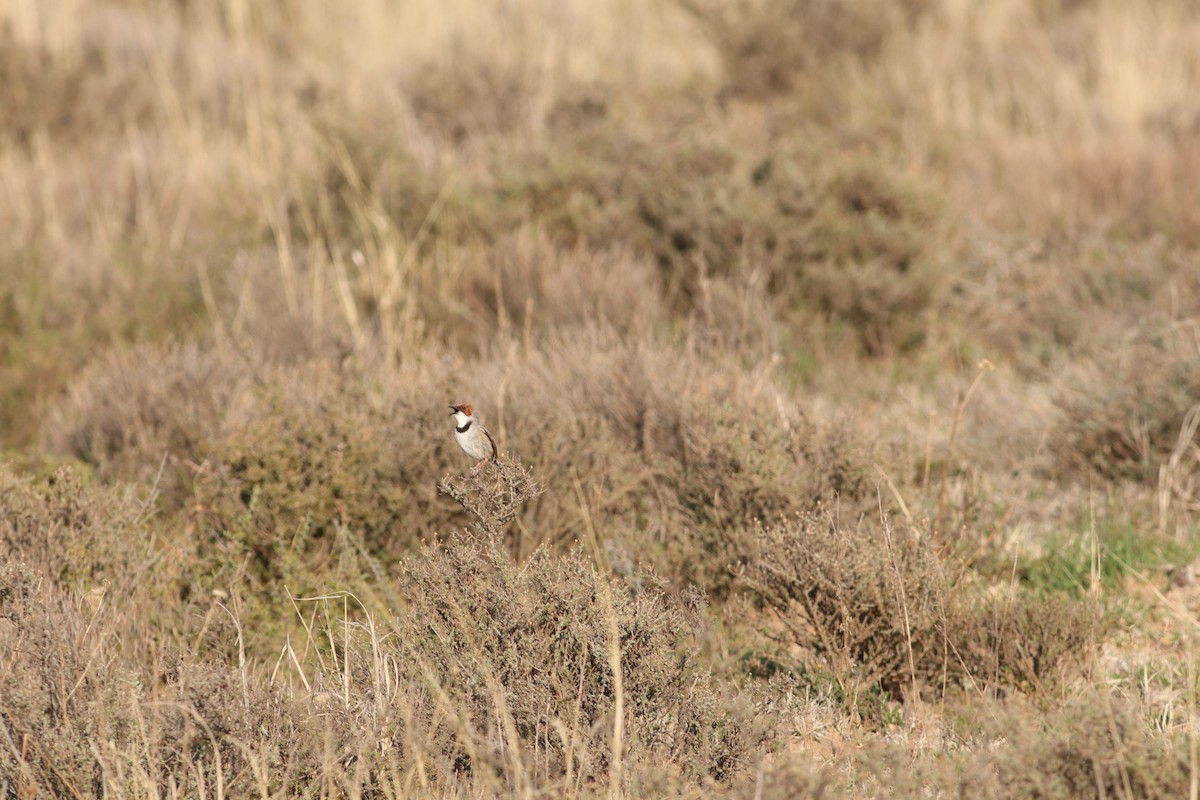 Rufous-eared Warbler - ML624989836