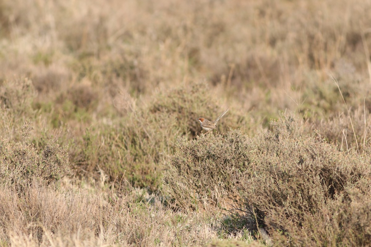 Rufous-eared Warbler - ML624989837