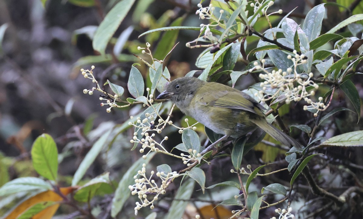 Dusky Chlorospingus - ML624989930