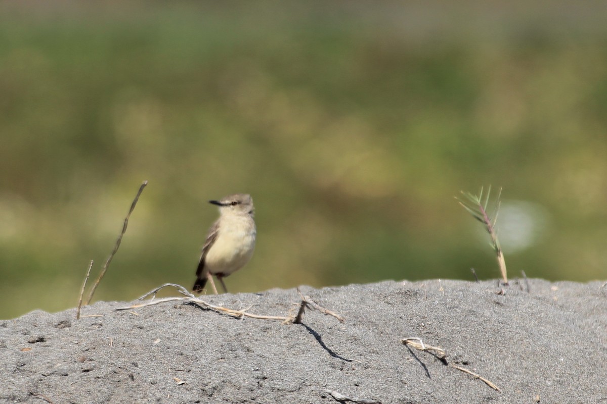 Short-tailed Field Tyrant - ML624990063