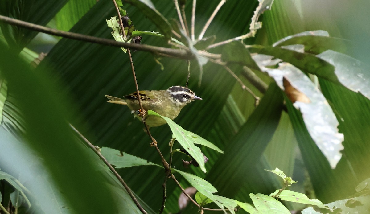 Three-striped Warbler (daedalus) - ML624990064