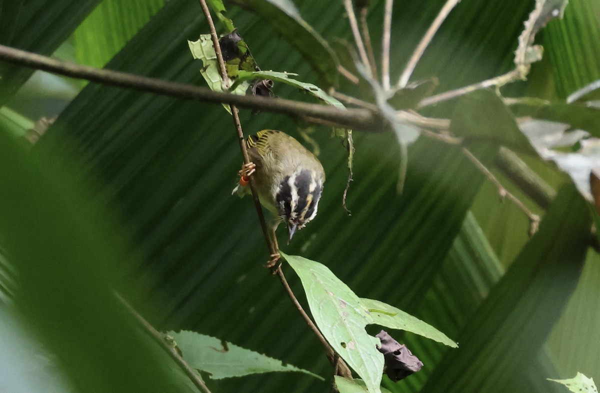 Three-striped Warbler (daedalus) - ML624990066