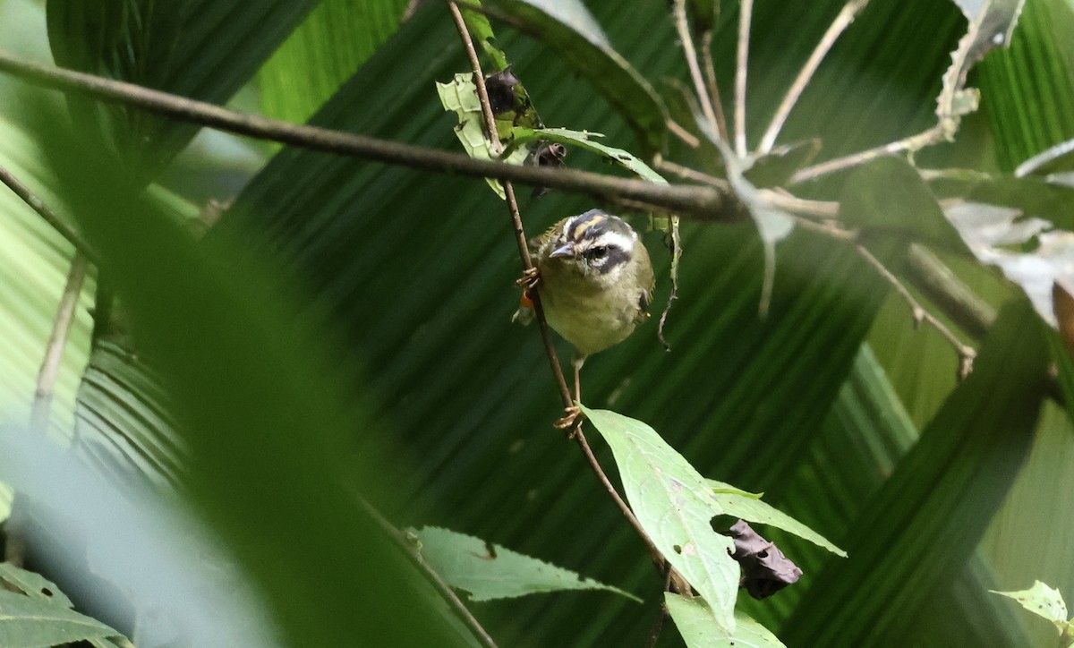Three-striped Warbler (daedalus) - ML624990070