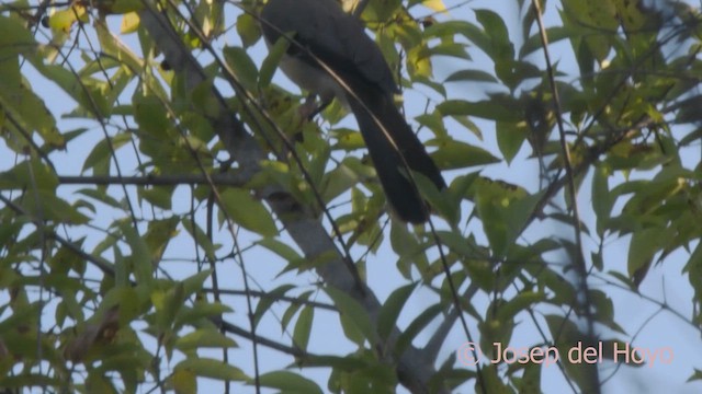 Blackcap Babbler (Blackcap) - ML624990093