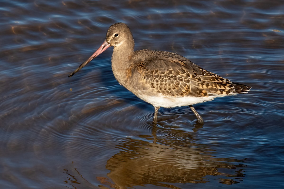 Black-tailed Godwit - ML624990343