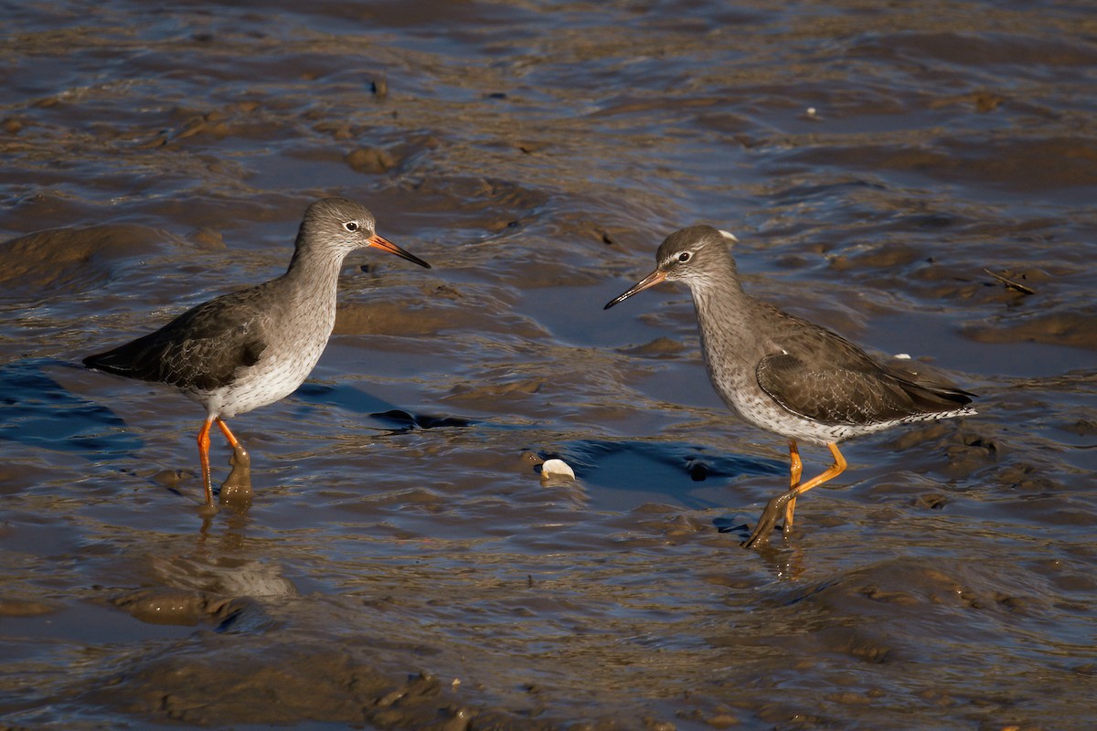 Common Redshank - ML624990344