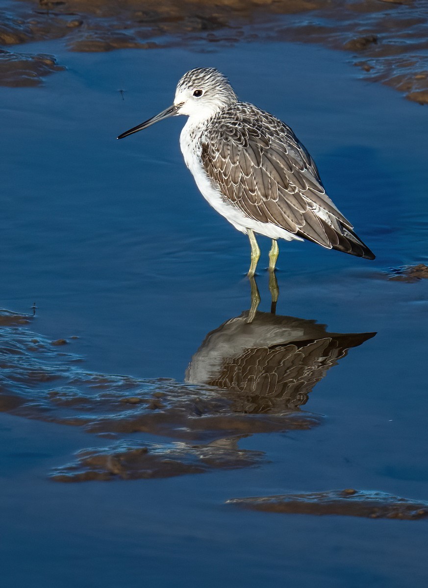 Common Greenshank - ML624990345