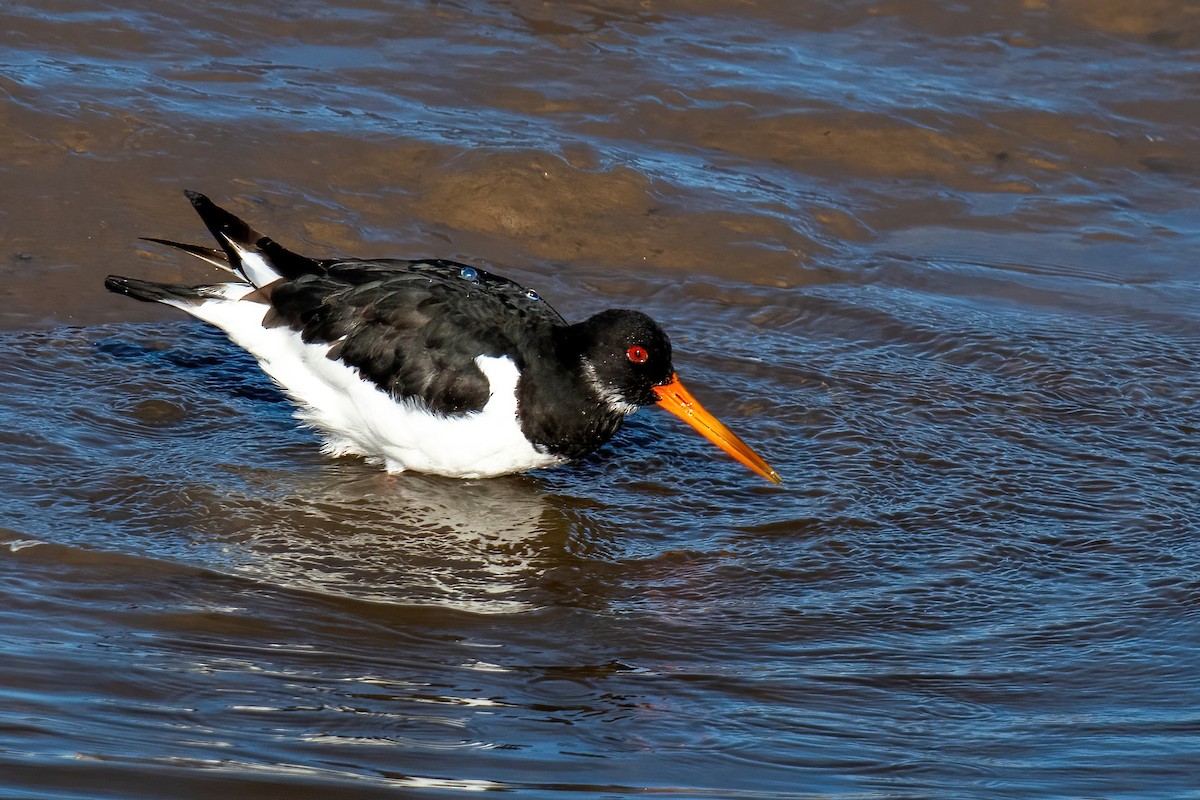 Eurasian Oystercatcher - ML624990347