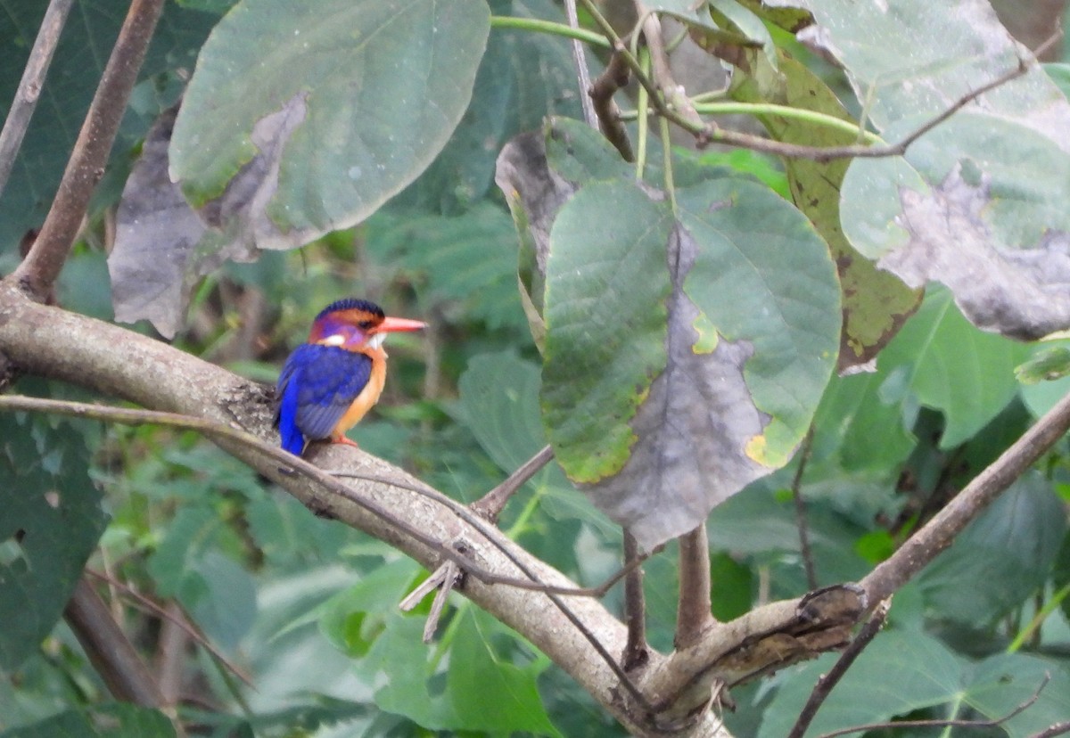 African Pygmy Kingfisher - ML624990478