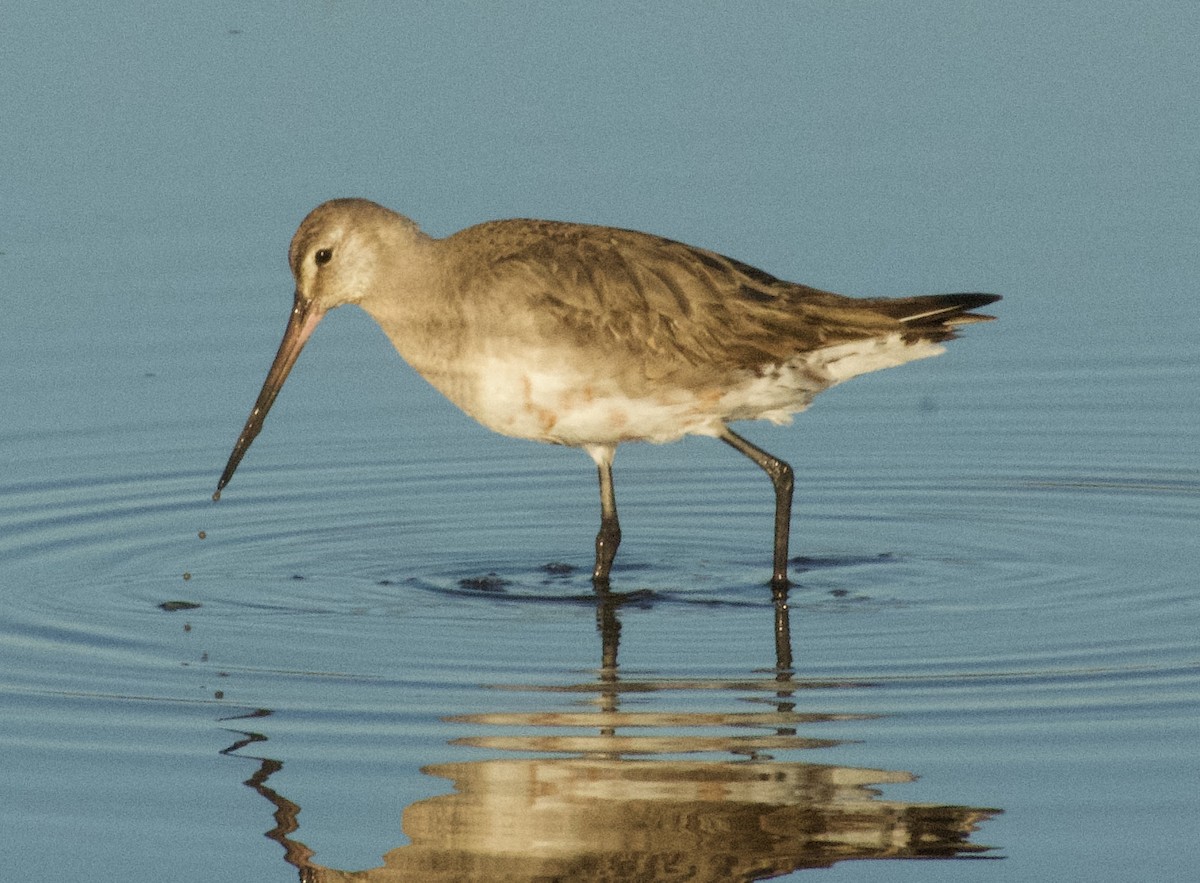 Hudsonian Godwit - ML624990502