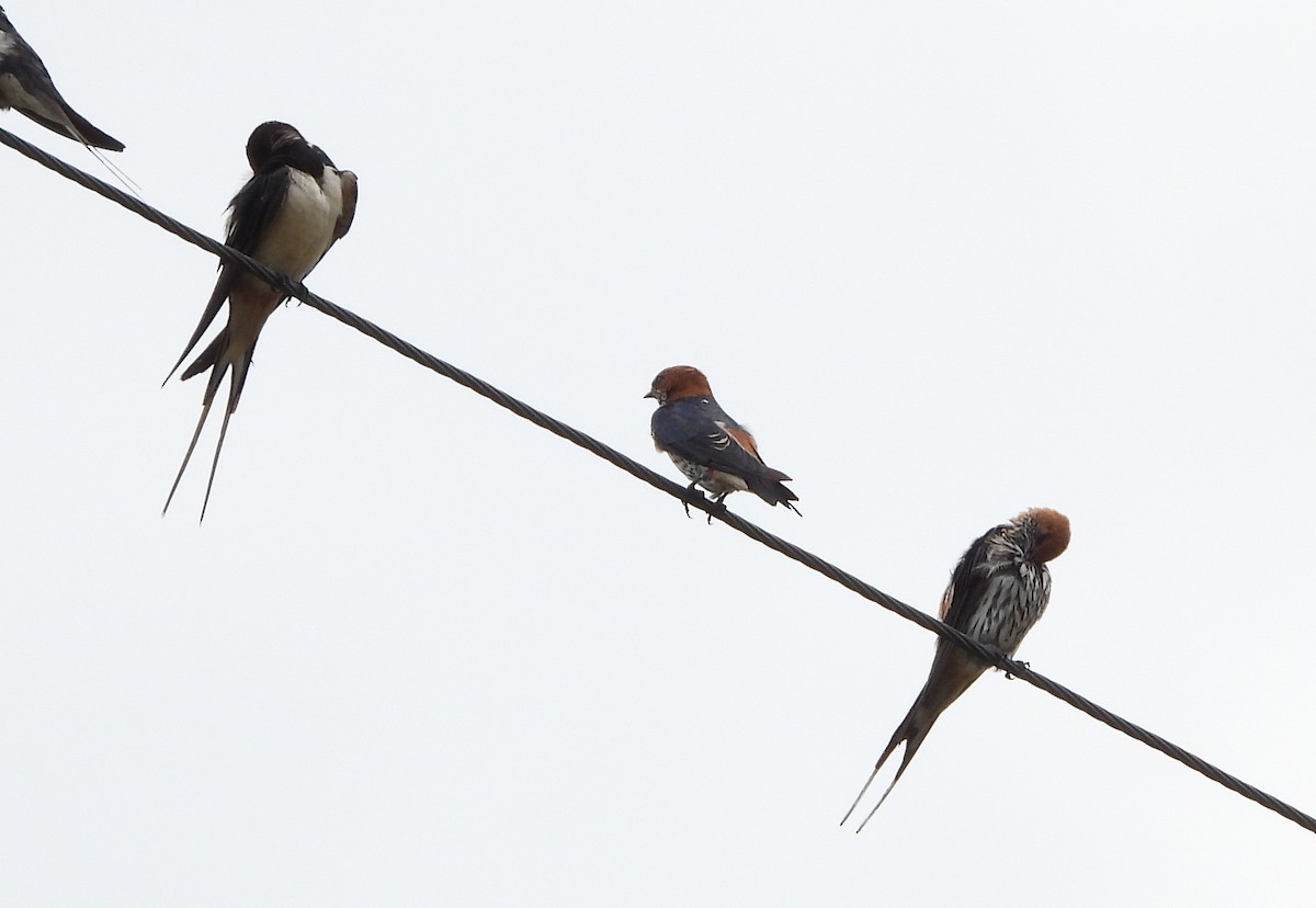 Lesser Striped Swallow - ML624990543