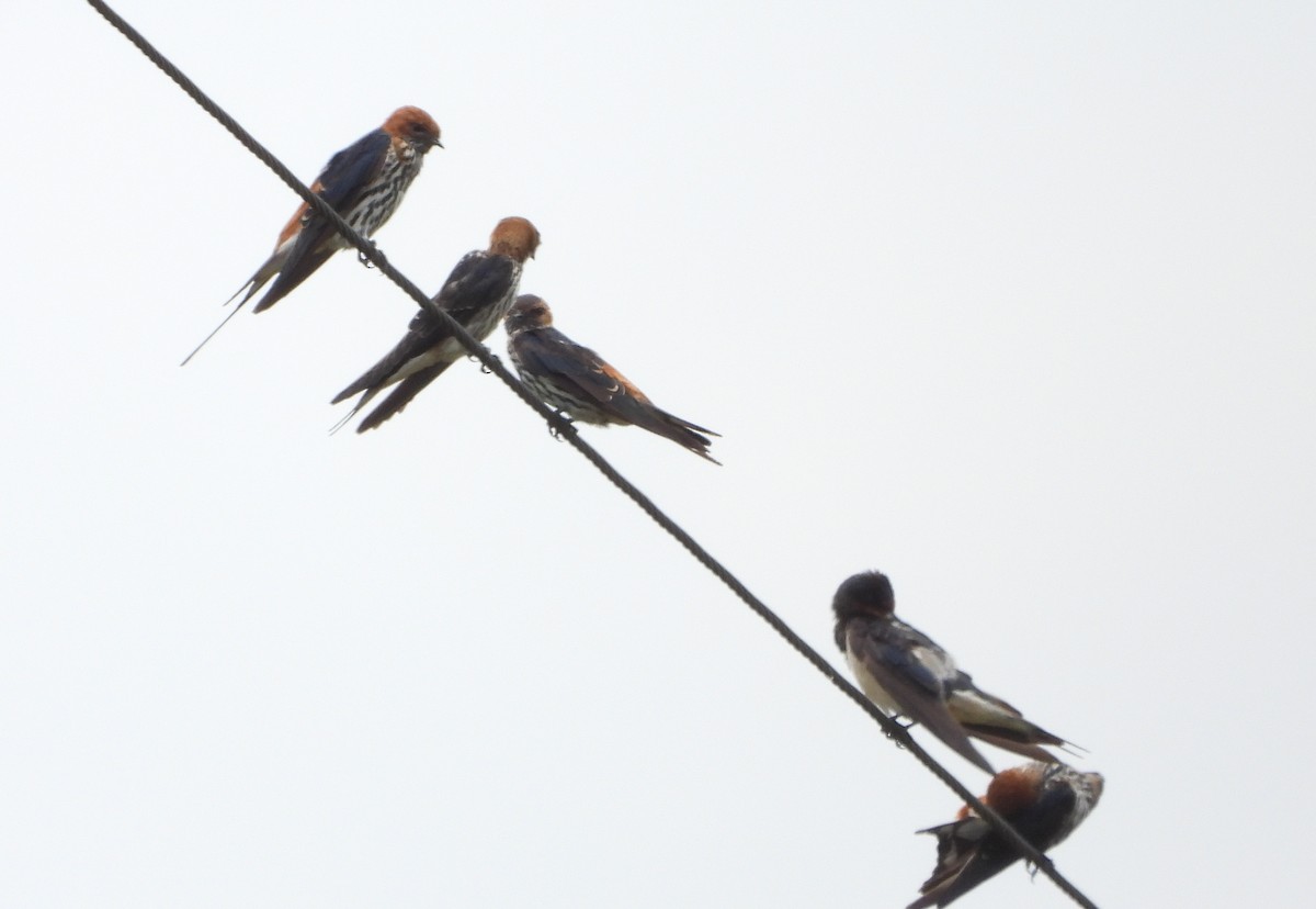 Lesser Striped Swallow - ML624990544