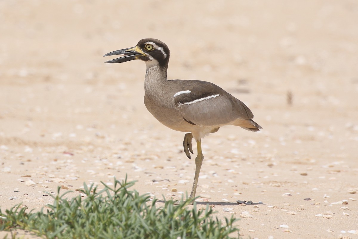 Beach Thick-knee - ML624990577