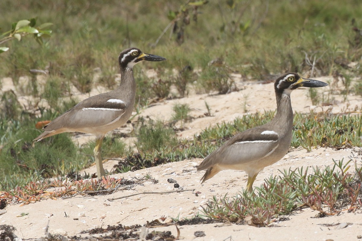 Beach Thick-knee - ML624990579