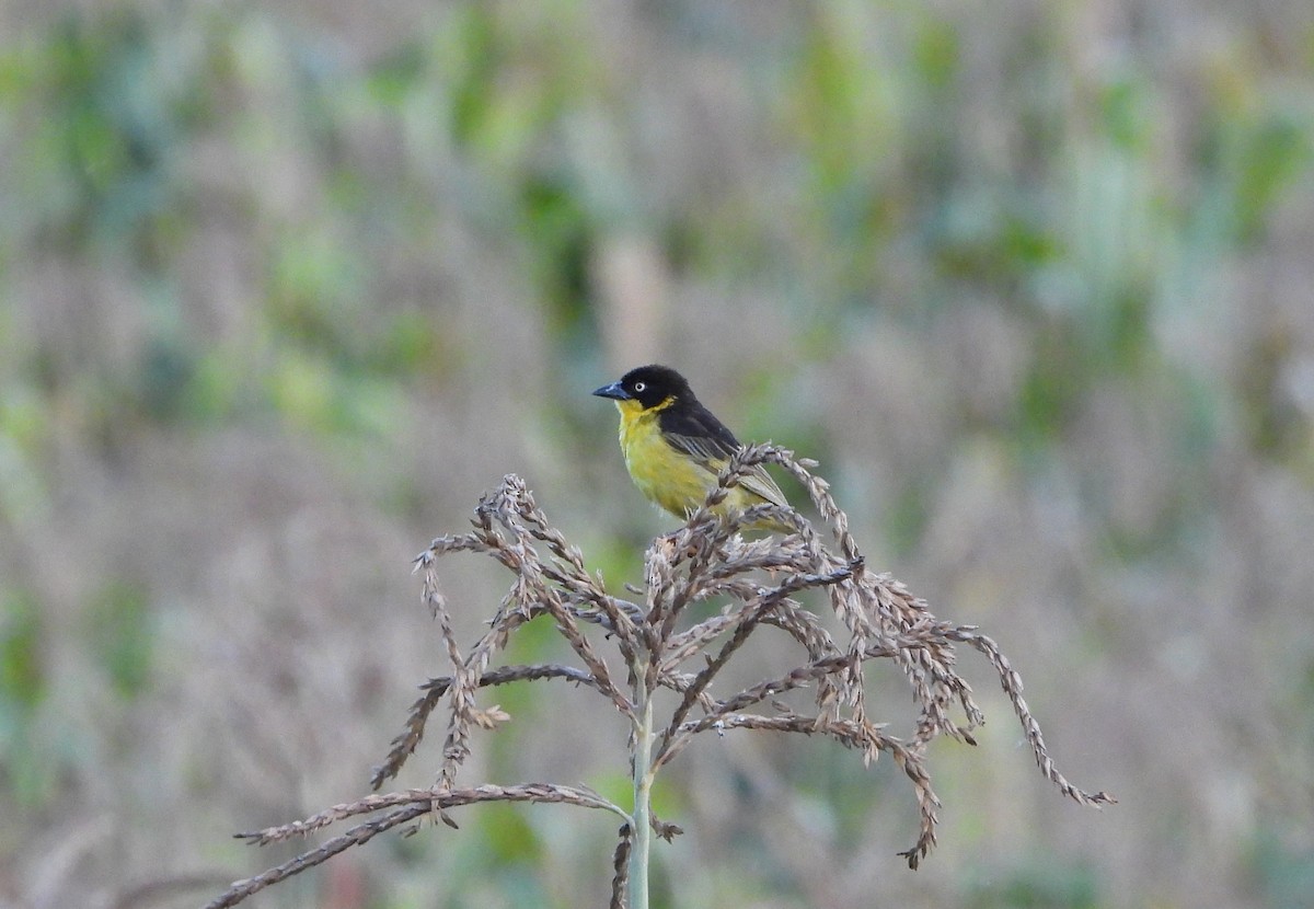 Baglafecht Weaver - ML624990613