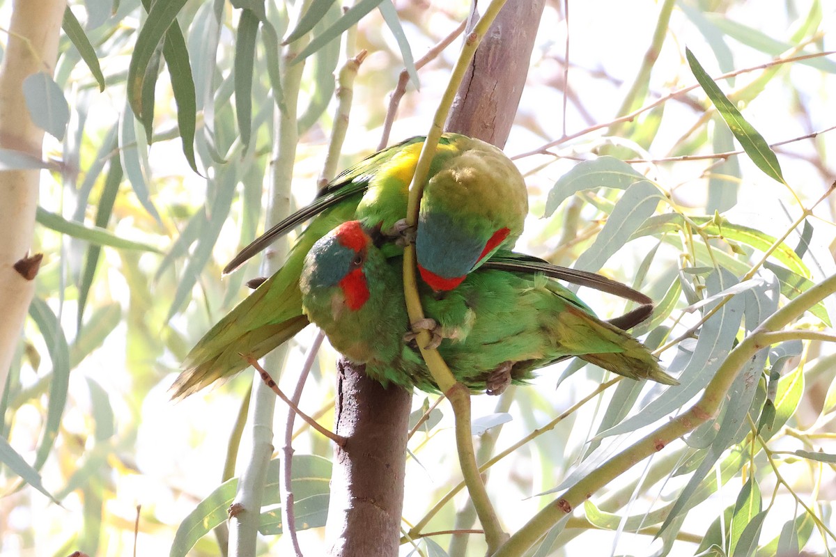 Musk Lorikeet - ML624990626