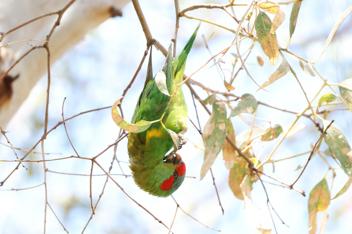 Musk Lorikeet - ML624990627