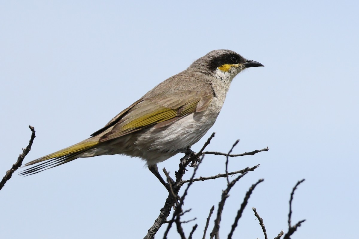 Singing Honeyeater - ML624990630