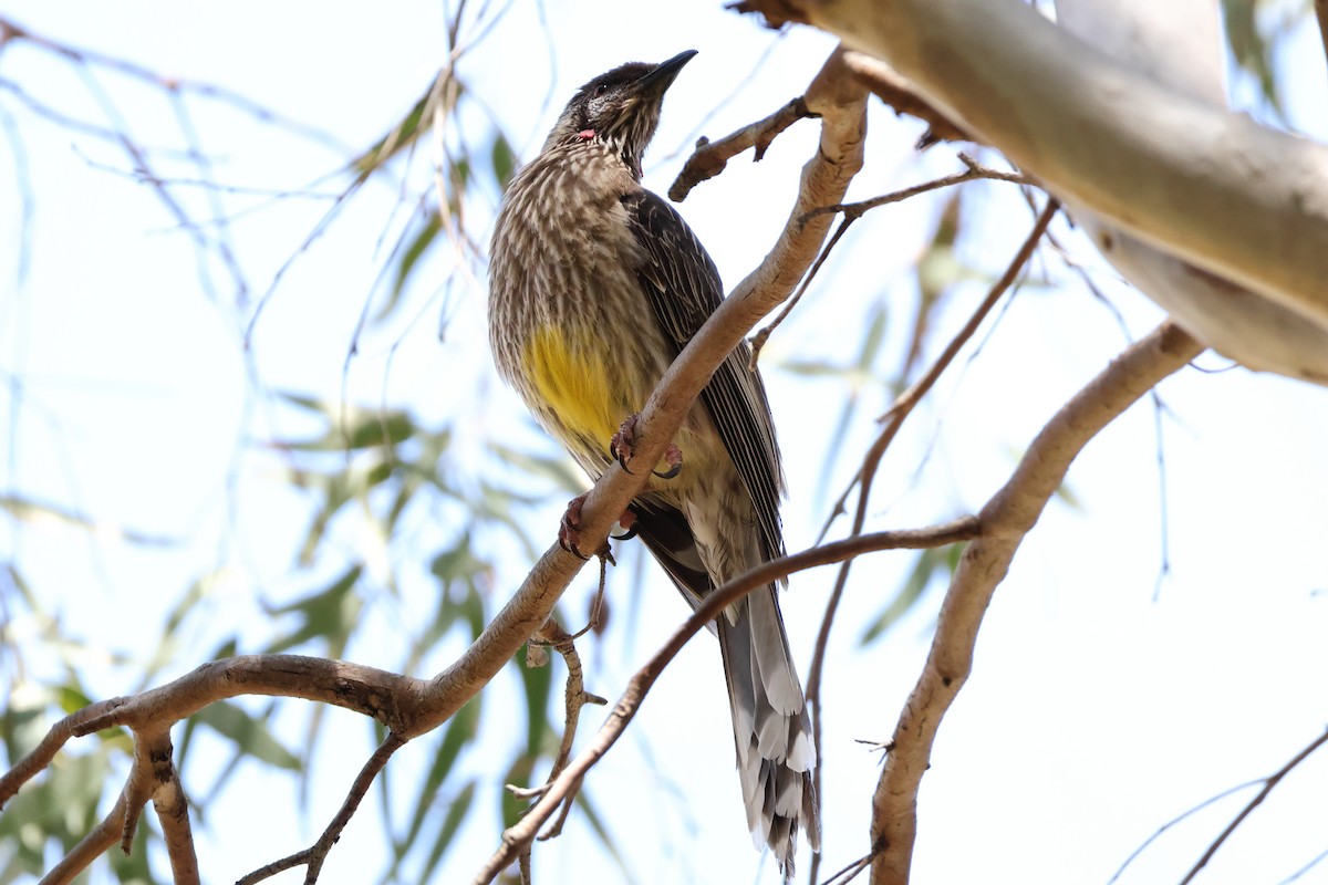Red Wattlebird - ML624990631