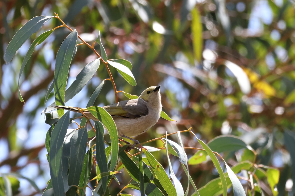 White-plumed Honeyeater - ML624990641