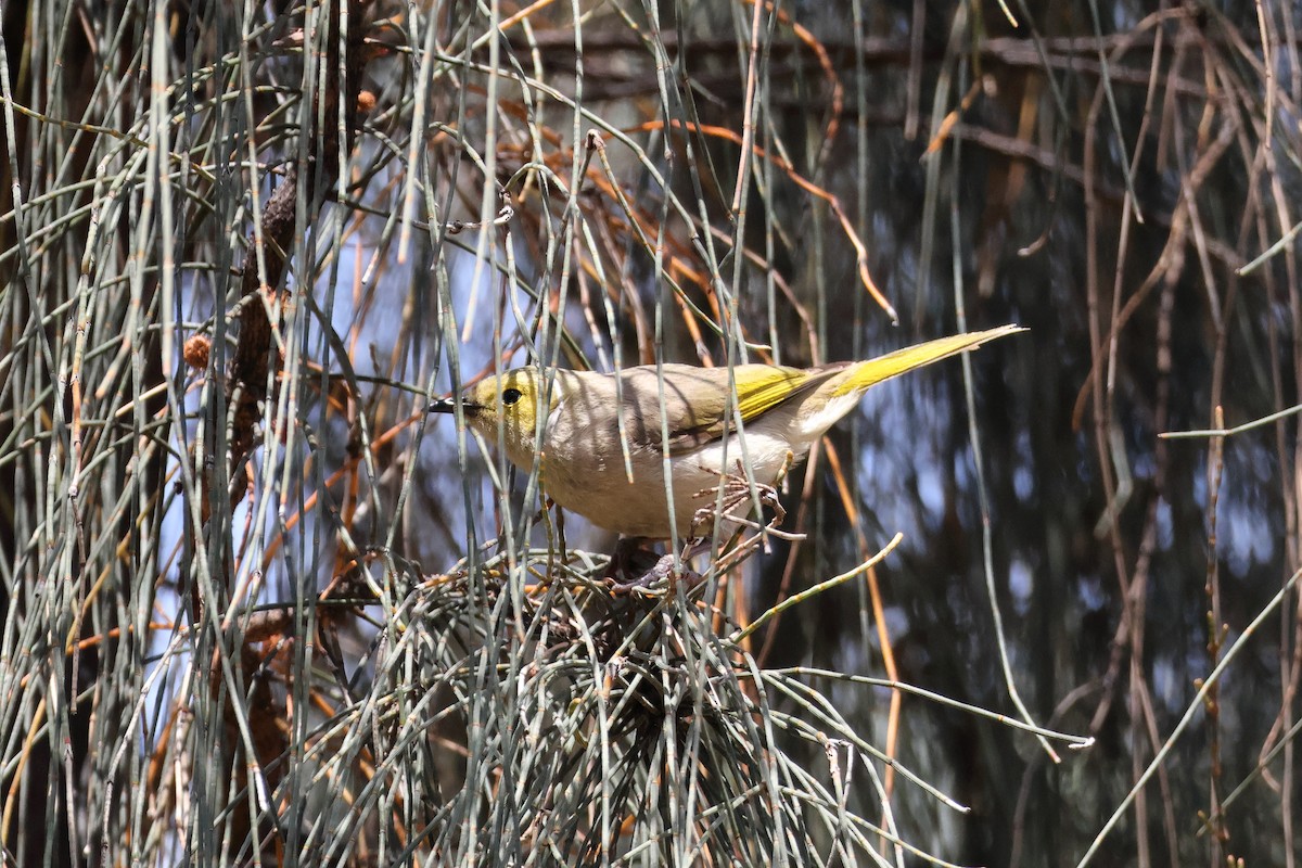 White-plumed Honeyeater - ML624990657